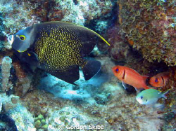 Black Angel and Squirrel Fish taken off the coast of Cura... by Gordon Skiba 